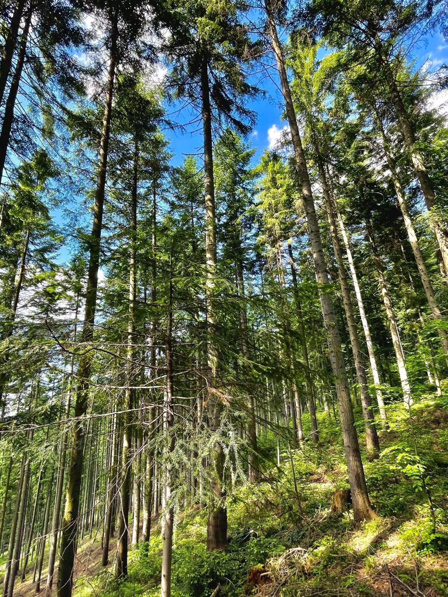 Przystanek Madejowa Villa Jelesnia Luaran gambar